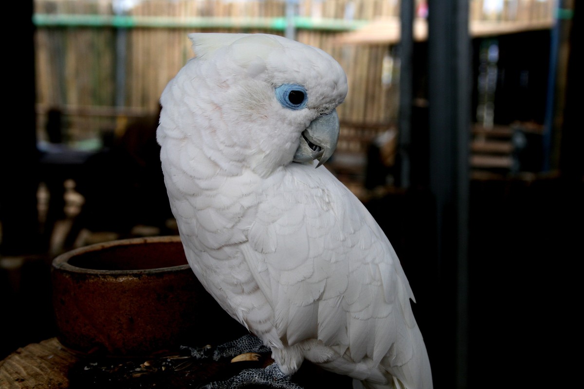 Kakadu šalamúnsky - Cacatua dukorpsii